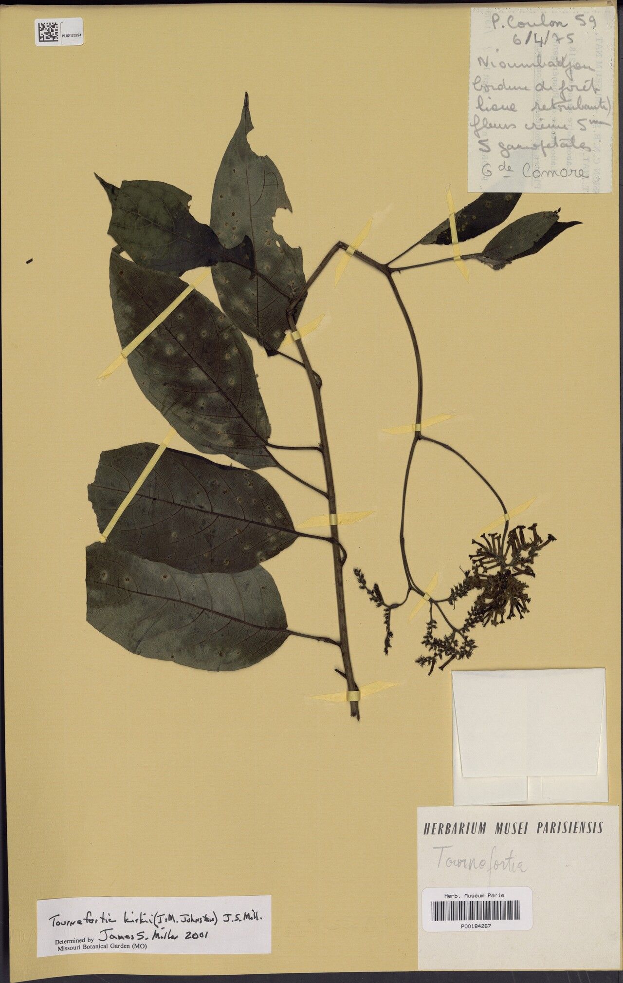 Tournefortia kirkii — search result for 'Tournefortia'