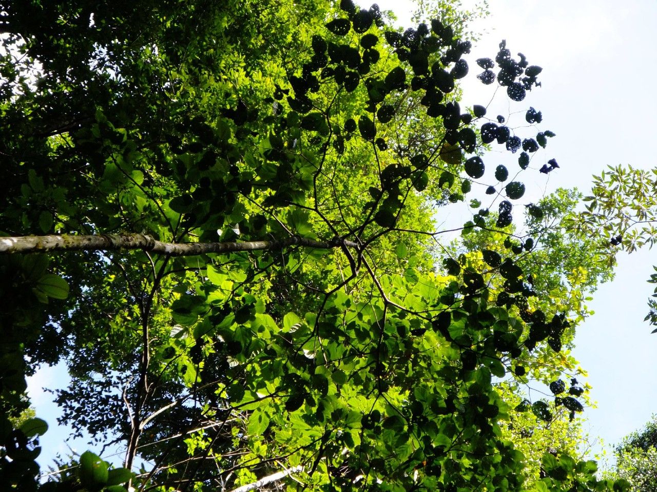 Cordia reticulata — search result for 'Senegal'