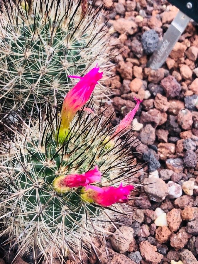 Eriosyce subgibbosa flower