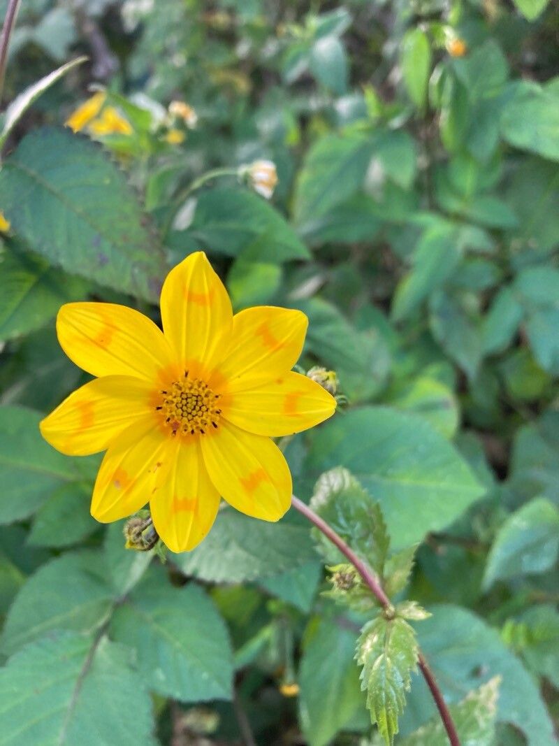 Bidens pachyloma flower