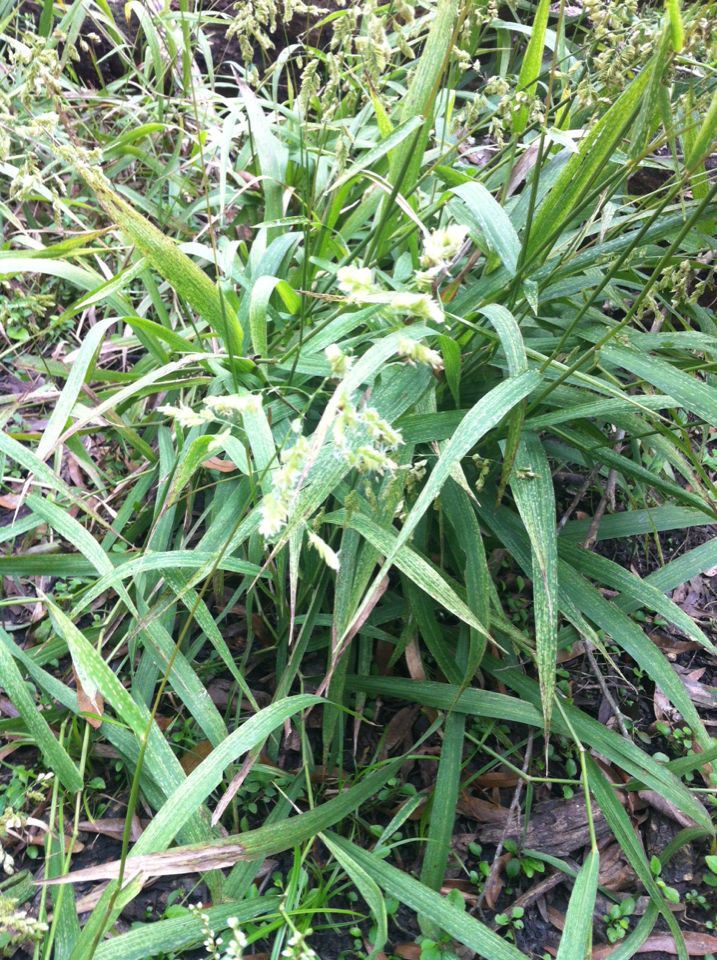 Leersia lenticularis — search result for 'Leersia'
