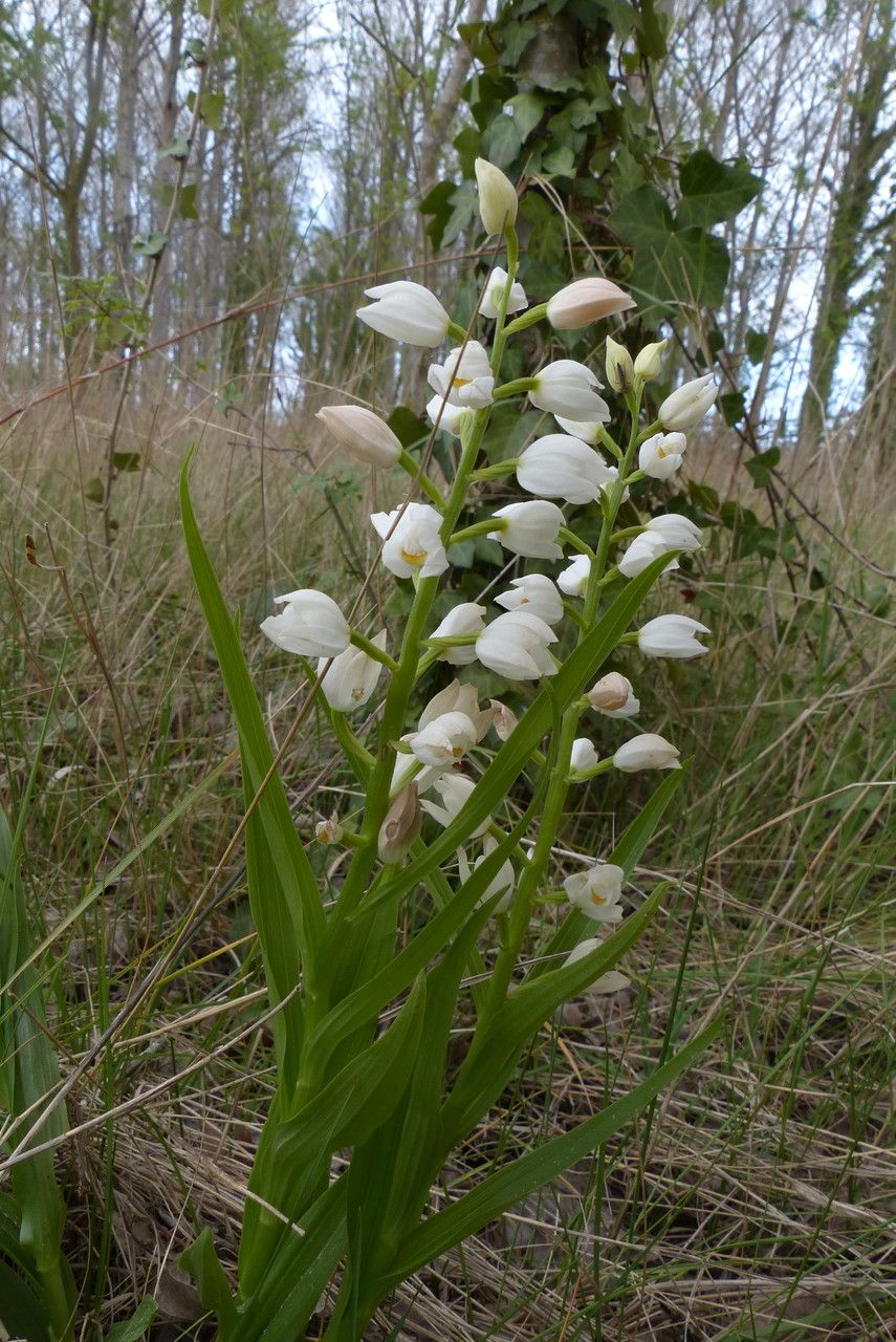 Cephalanthera longifolia leaf