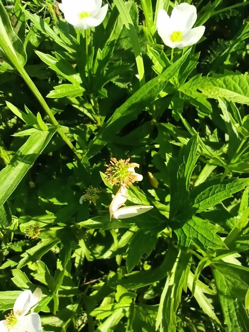 Anemone canadensis fruit