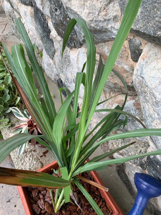 Cymbopogon winterianus — search result for 'Citronella'