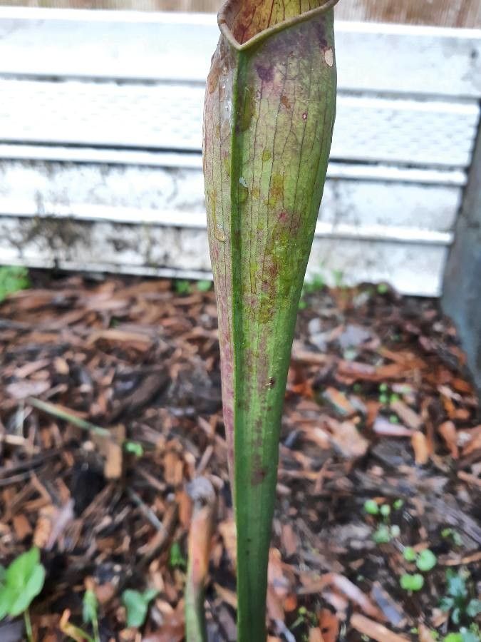 Sarracenia rubra bark