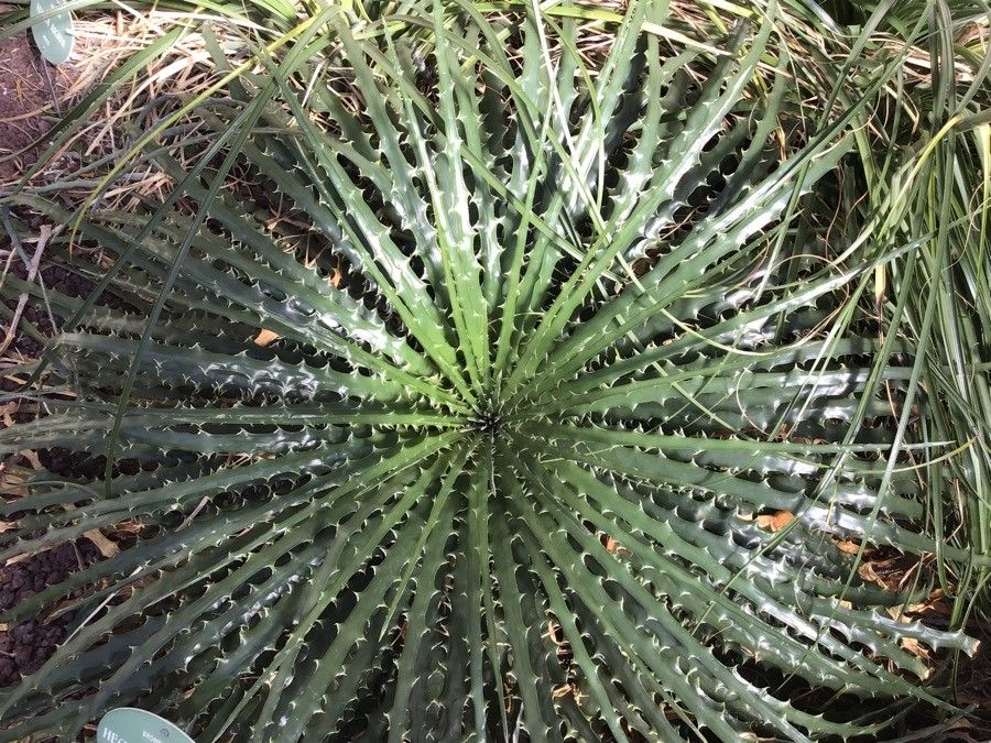 Hechtia texensis — search result for 'Agave'