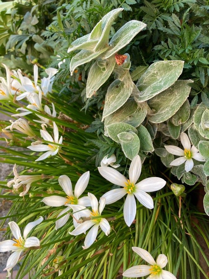 Ornithogalum gussonei flower