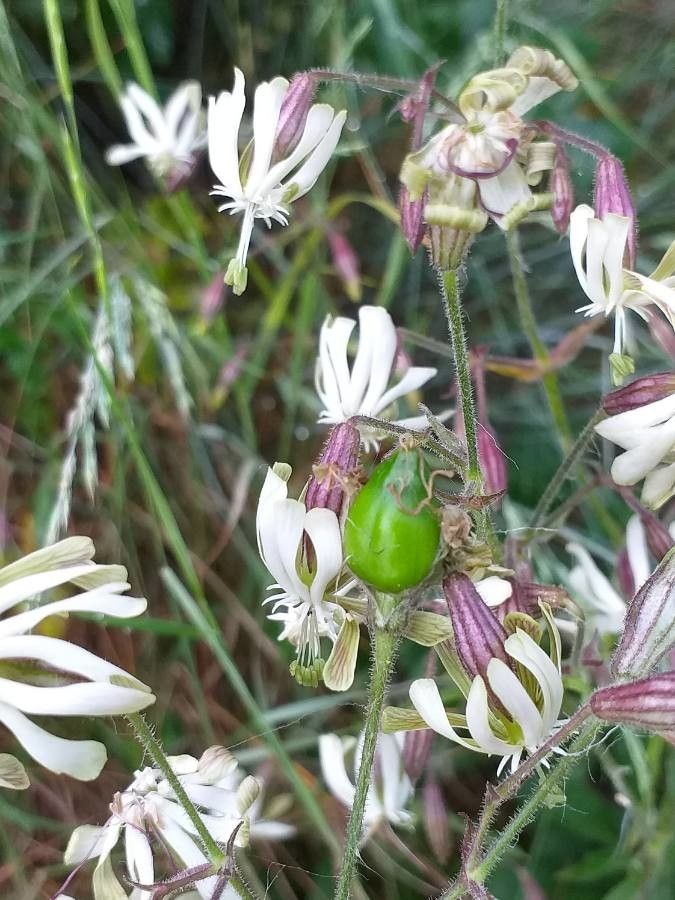 Silene nutans fruit