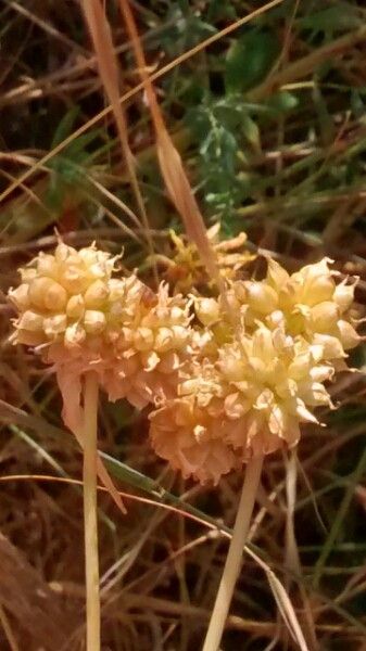 Allium sphaerocephalon fruit