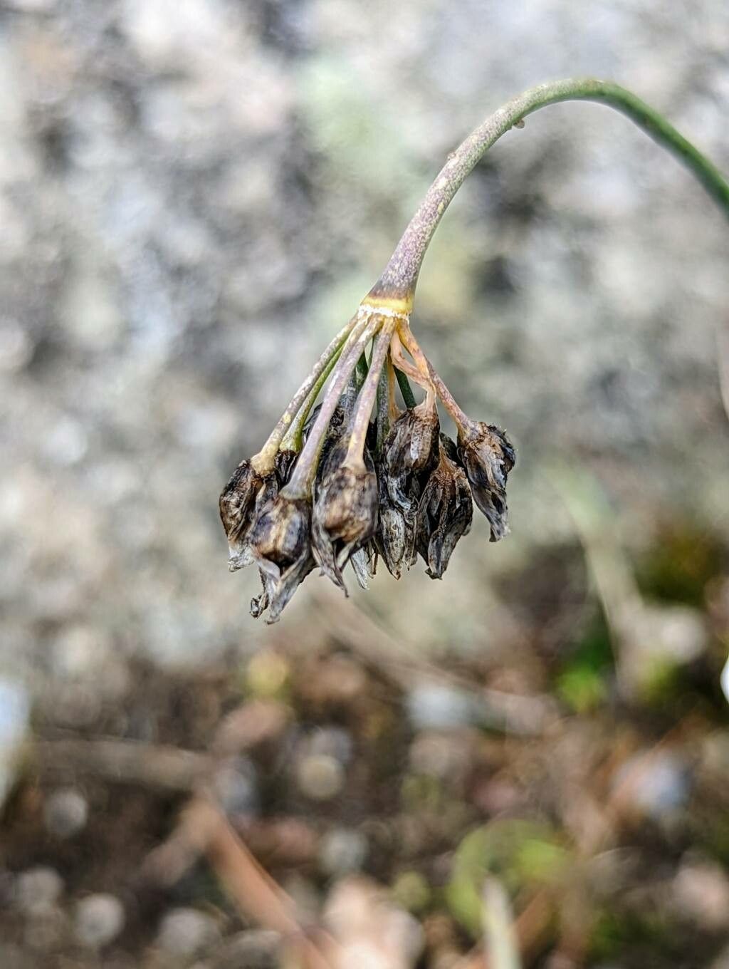 Allium sikkimense fruit