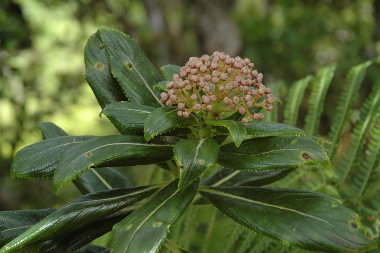 Hydrangea arguta habit