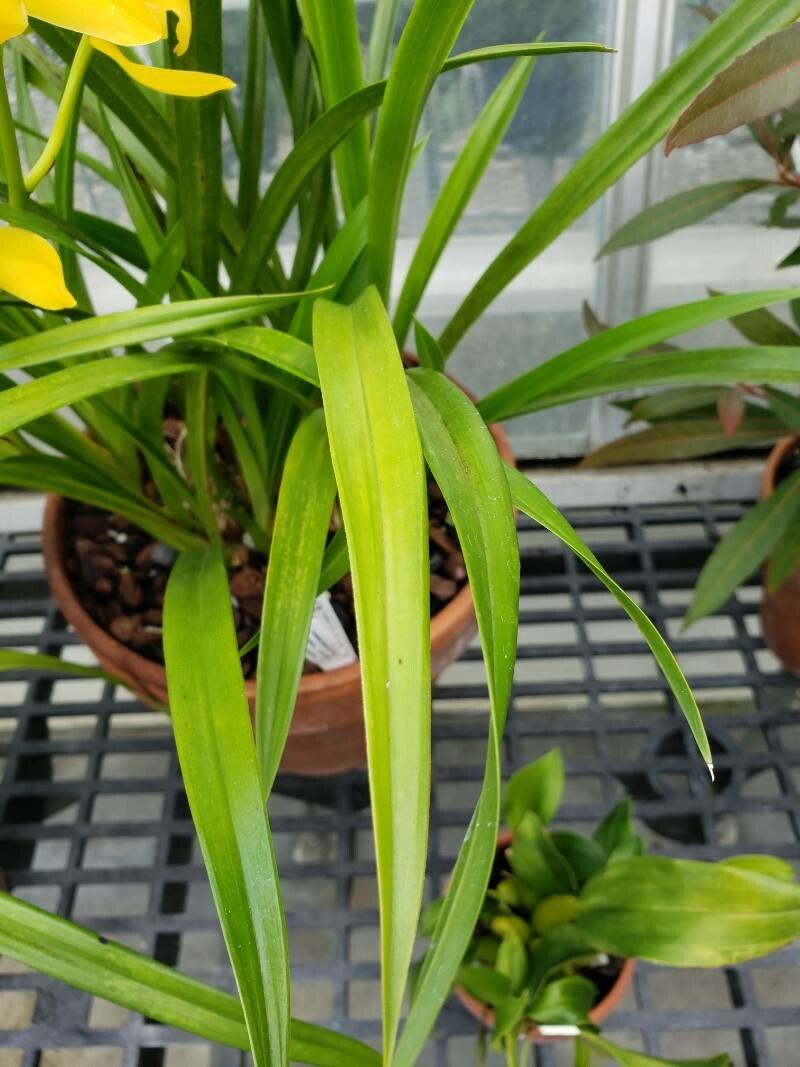 Cymbidium ensifolium — search result for 'Cymbidium'