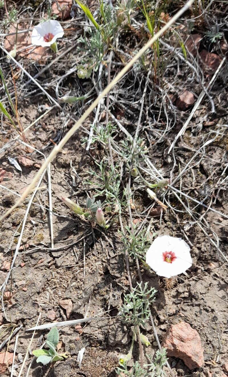 Convolvulus laciniatus habit