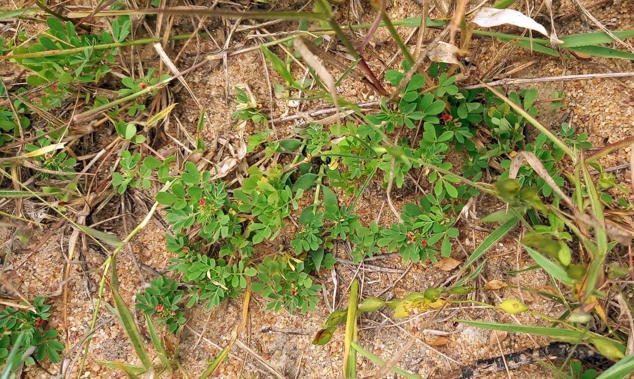 Indigofera demissa habit