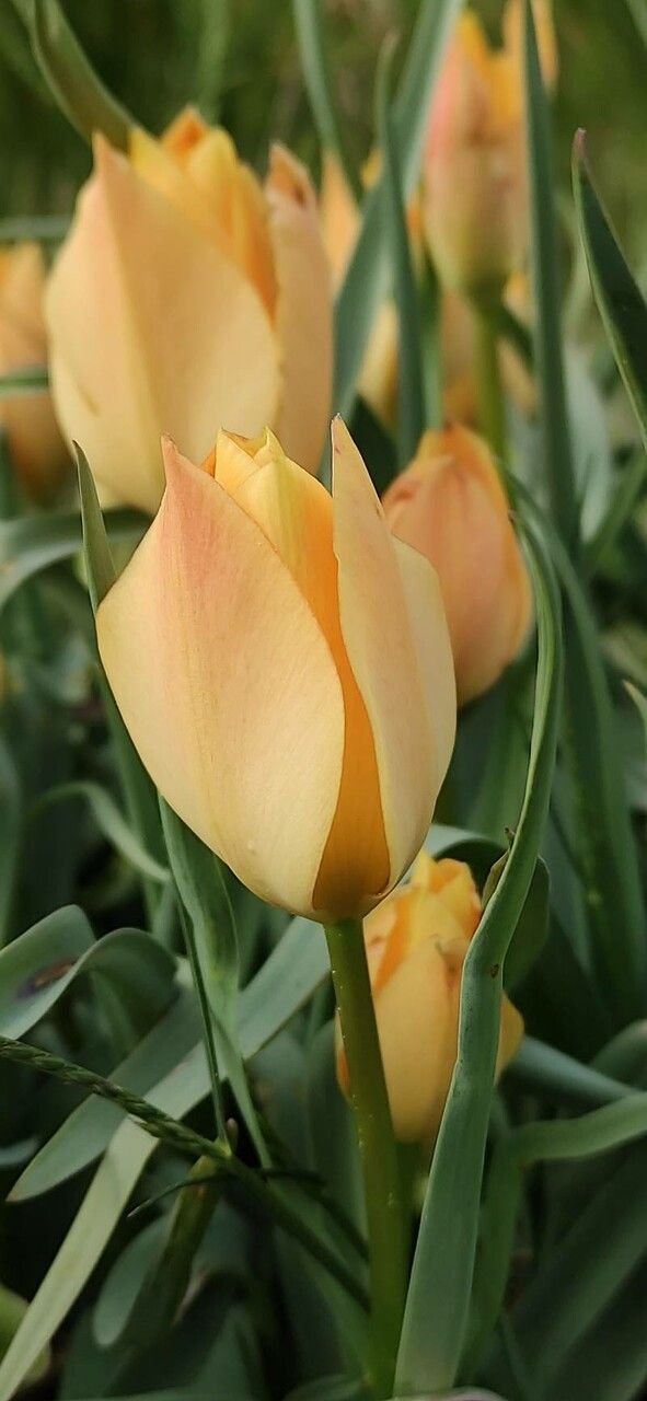 Tulipa linifolia flower
