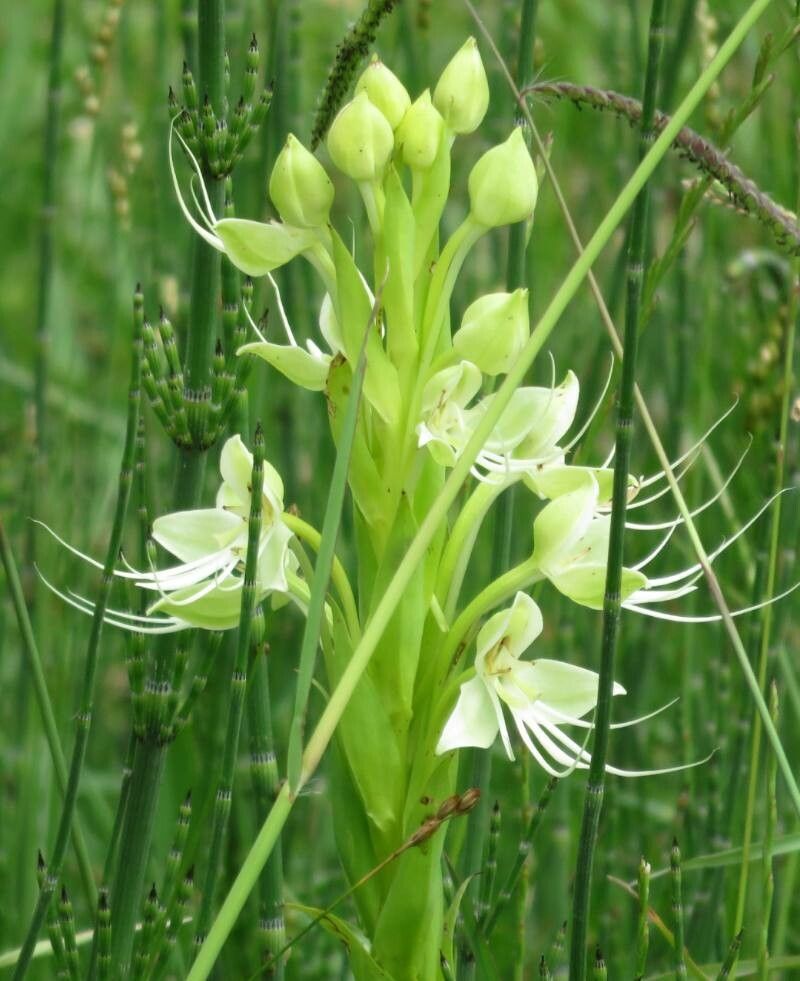Habenaria gourlieana flower