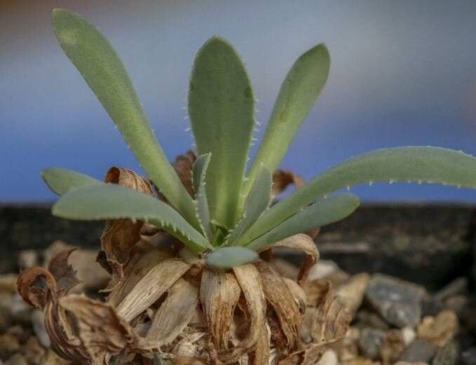 Othonna retrorsa — houseplant care guide