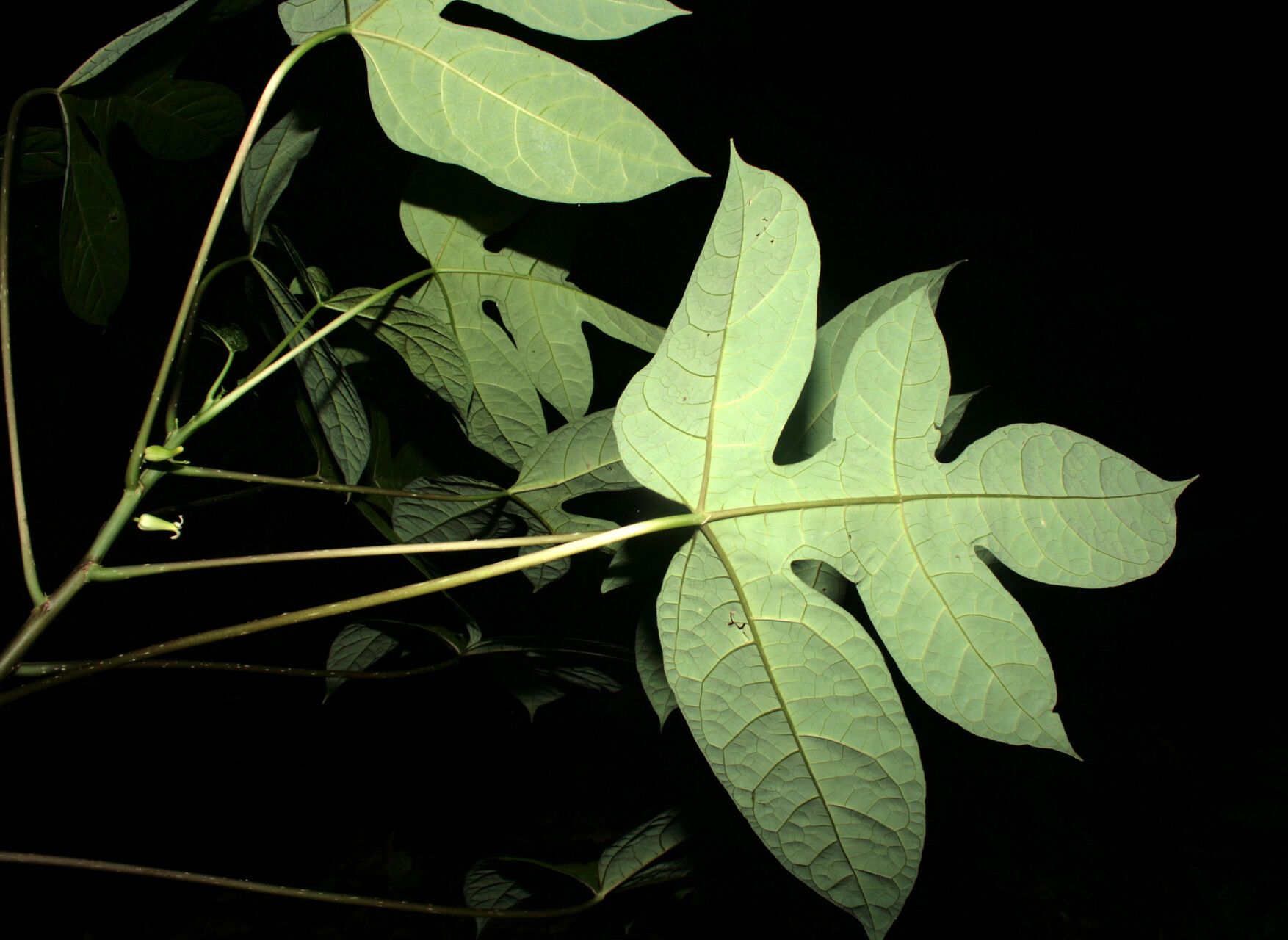 Carica microcarpa leaf