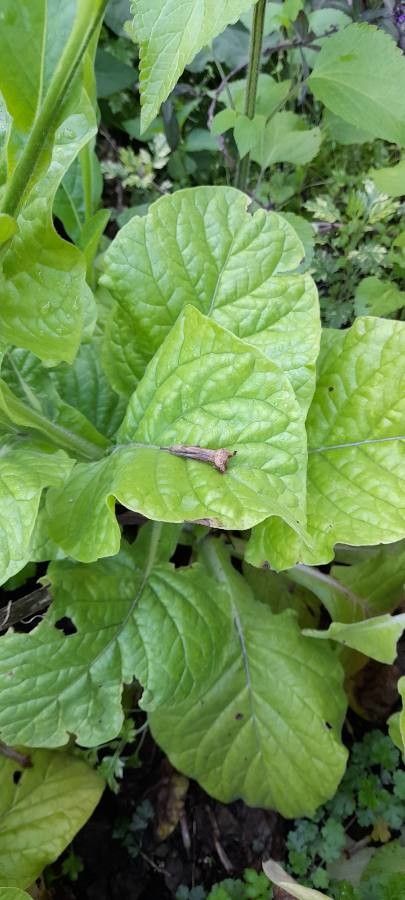Nicotiana x sanderae leaf