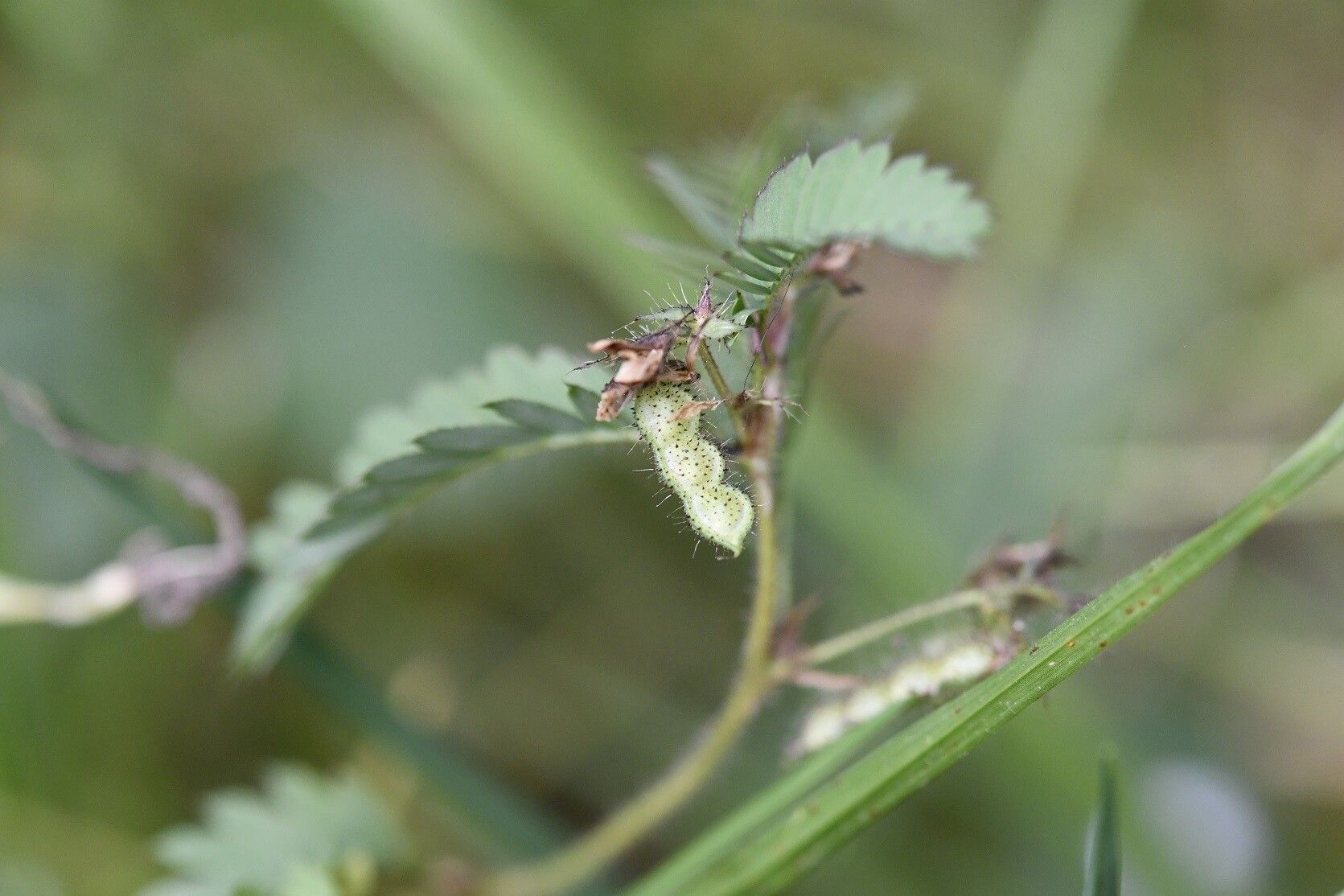 Aeschynomene villosa fruit