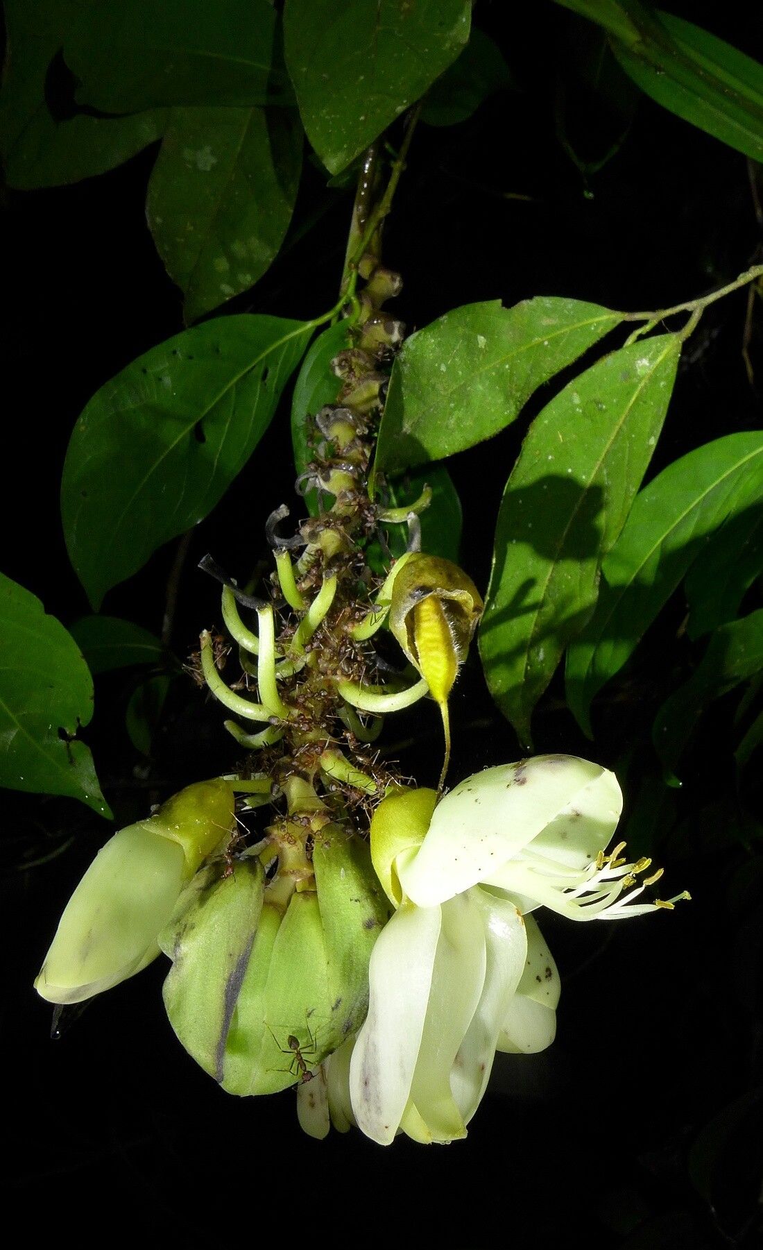 Mucuna flagellipes flower