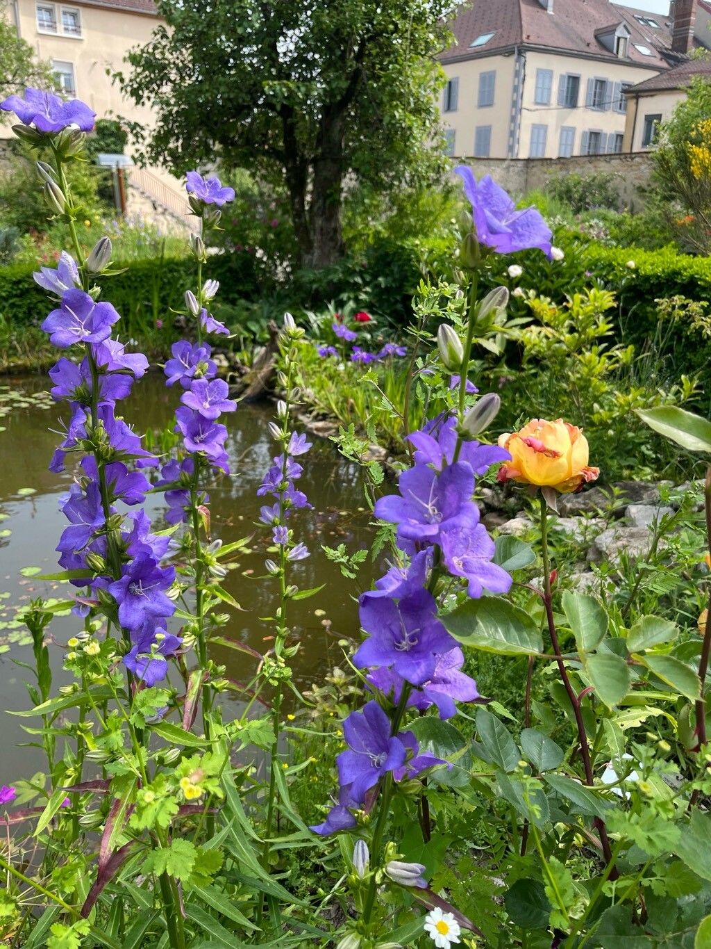 Campanula grandis — houseplant care guide