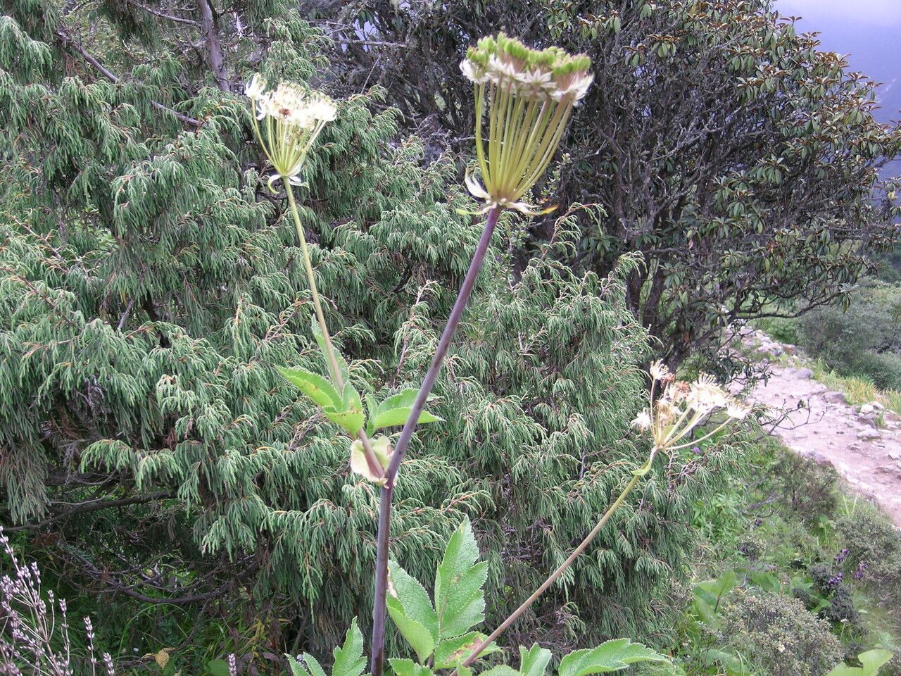 Pleurospermum angelicoides — related species from the same genus
