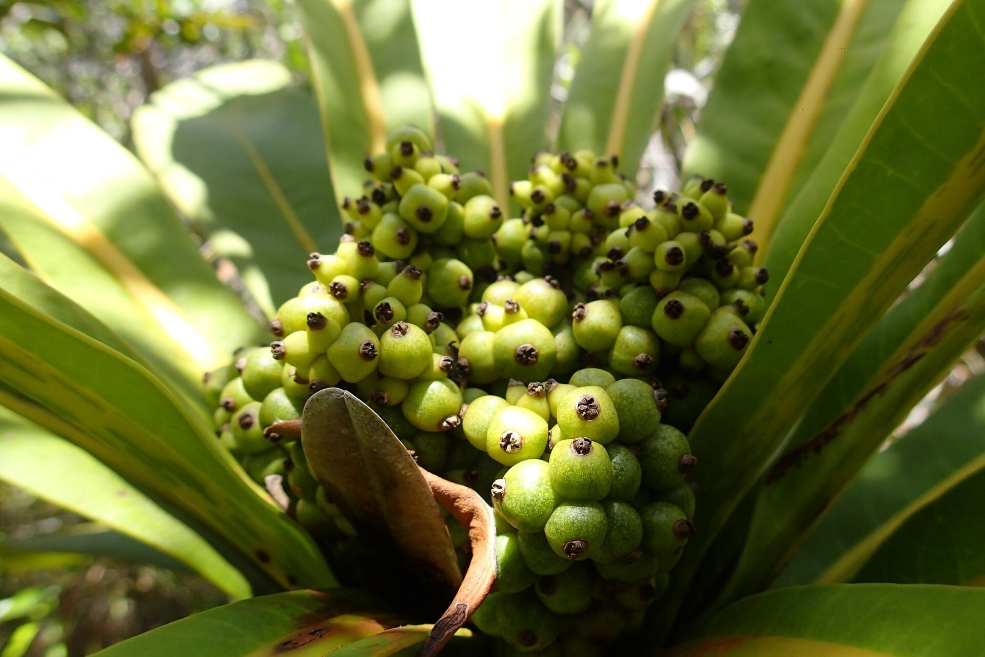 Meryta coriacea fruit