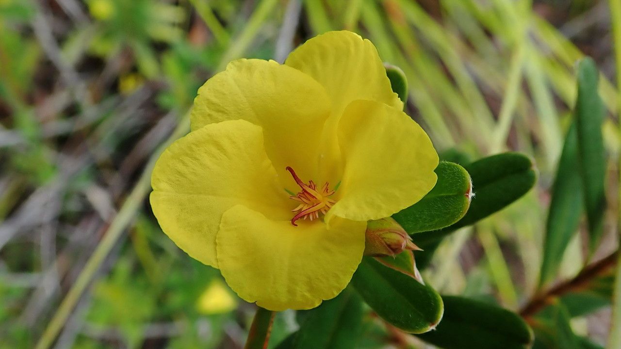 Hibbertia margaretiae — houseplant care guide