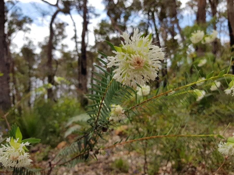 Pimelea spectabilis flower