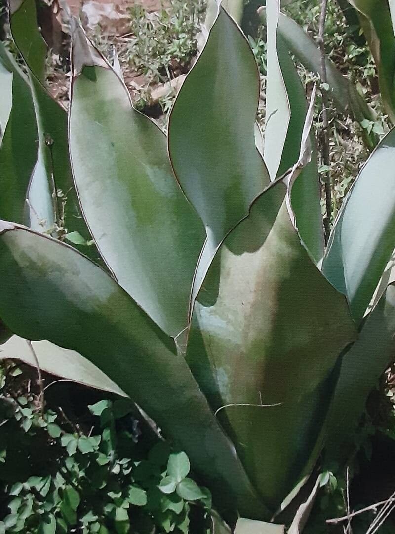 Dracaena frequens — search result for 'Dracaena'