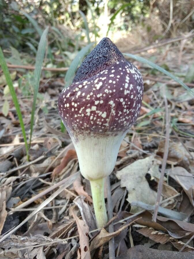 Amorphophallus aphyllus flower
