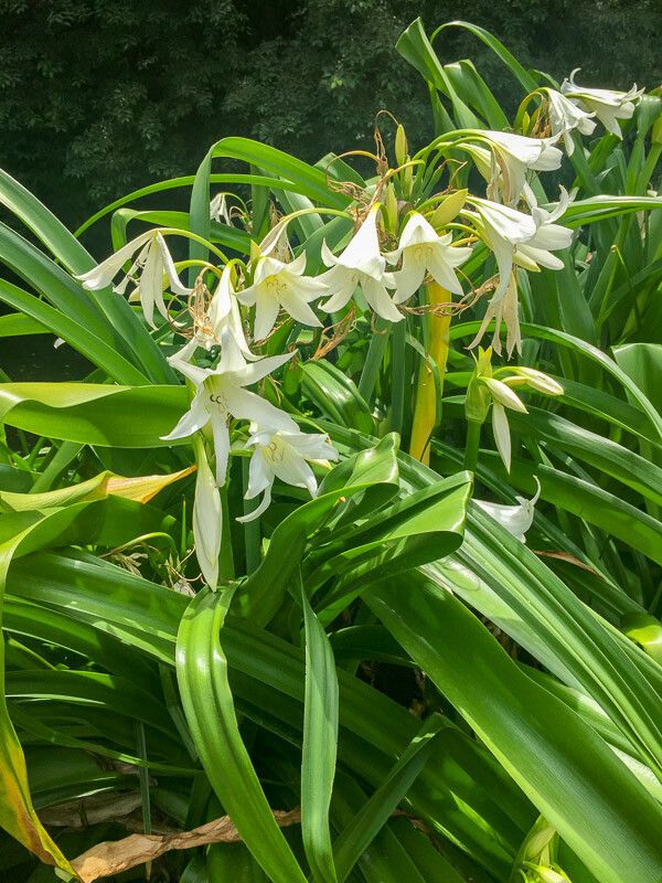 Crinum latifolium flower
