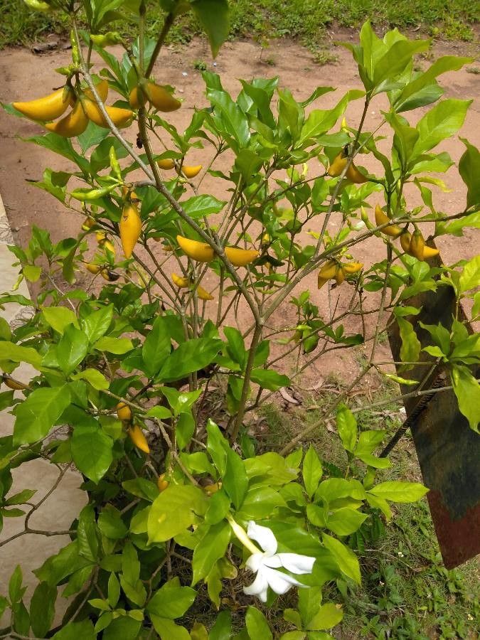 Callichilia barteri — search result for 'Togo'