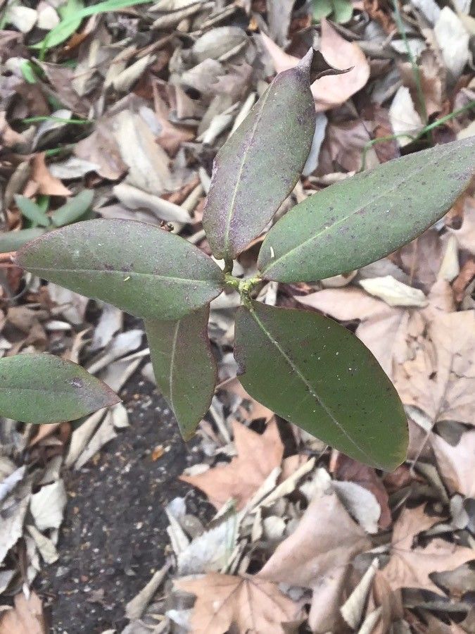 Rhododendron augustinii leaf