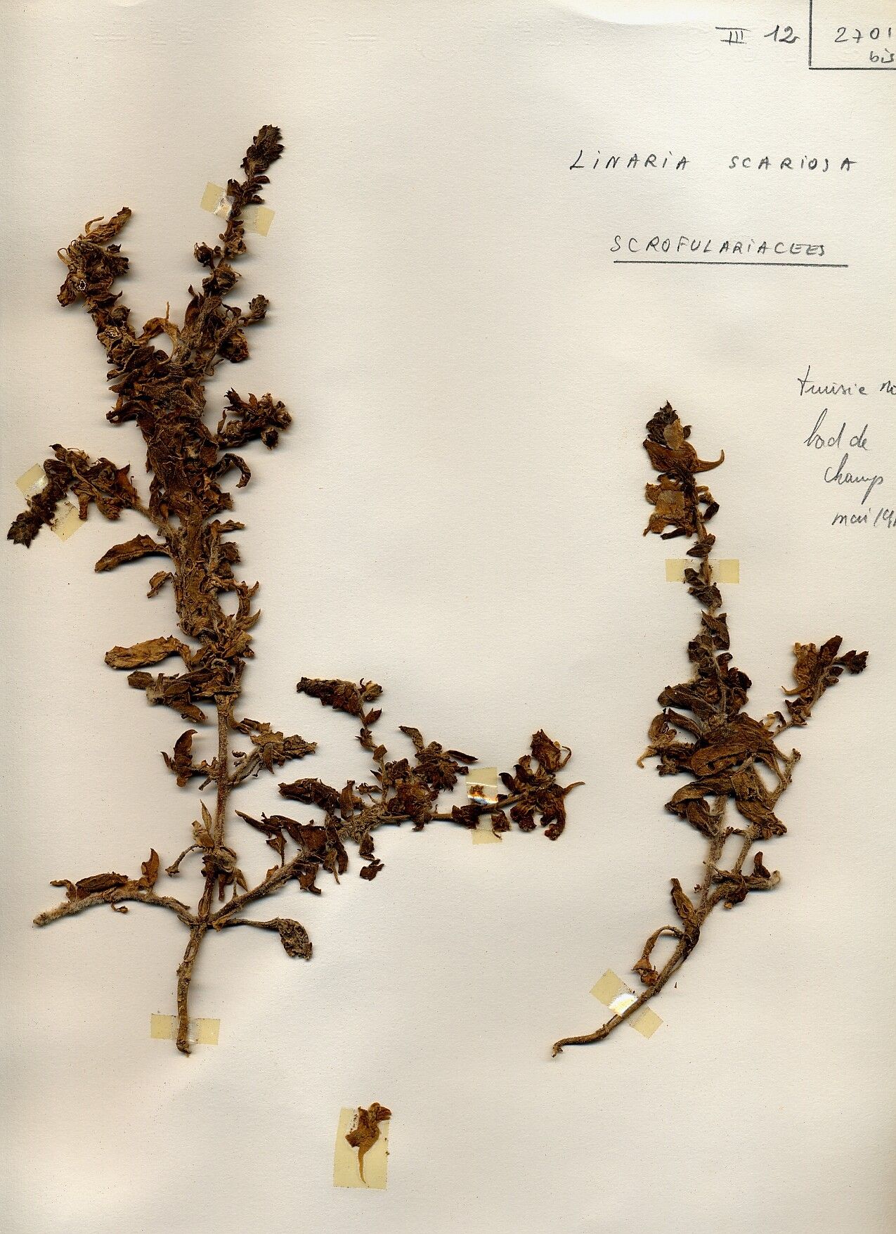 Linaria scariosa — search result for 'Linaria'