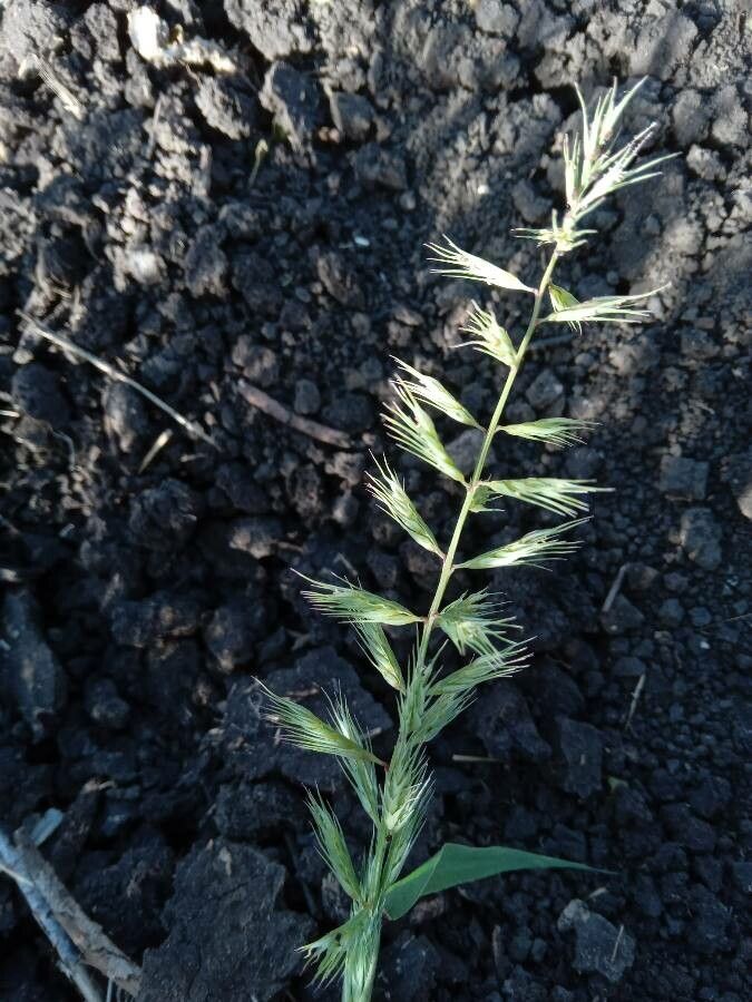 Dinebra retroflexa flower