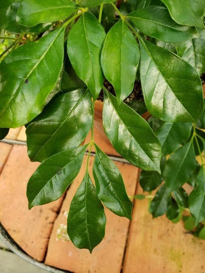 Radermachera hainanensis