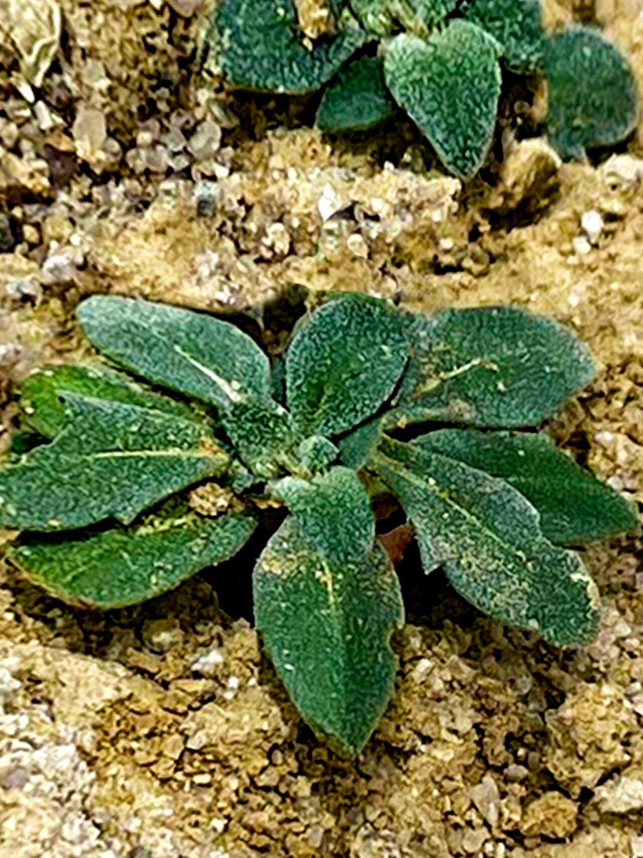 Aliciella haydenii — search result for 'Gilia'