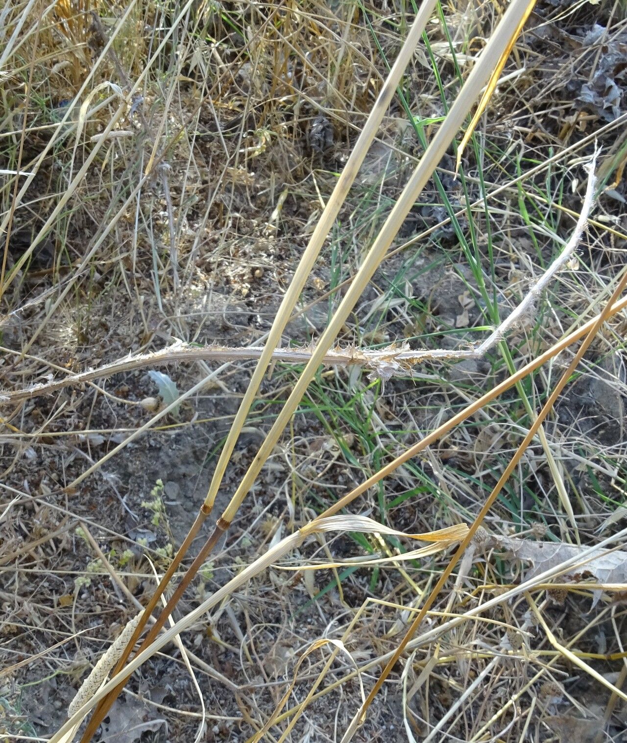 Phleum subulatum bark