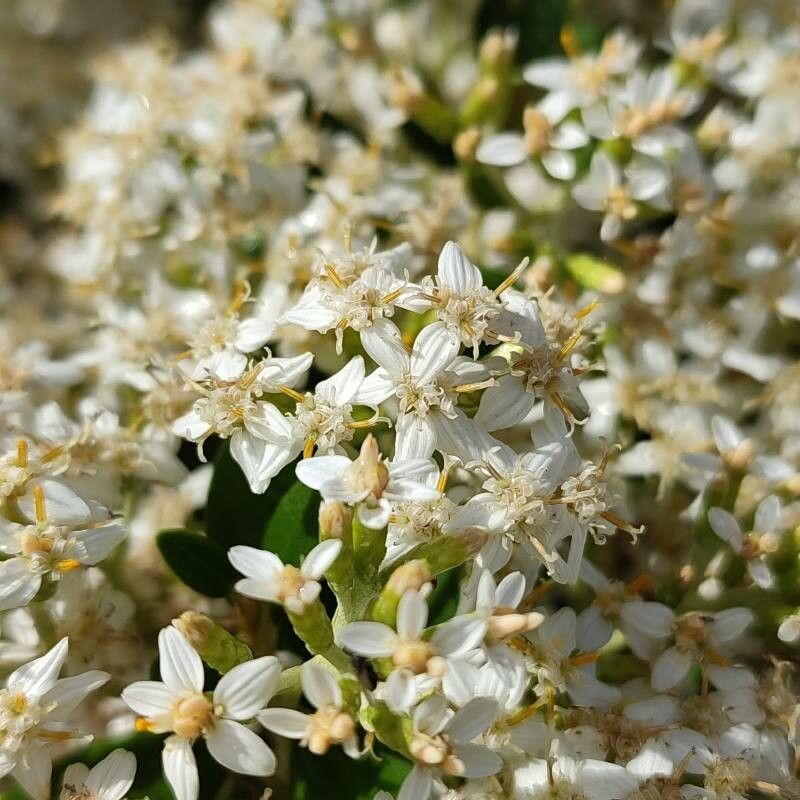 Olearia haastii flower
