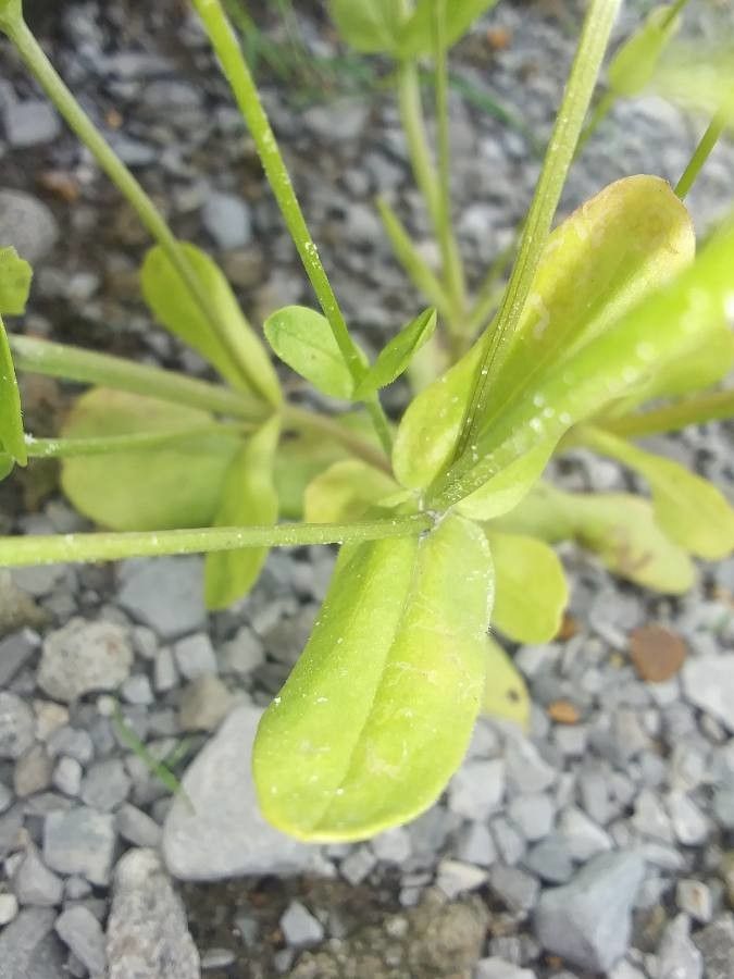 Valerianella radiata leaf