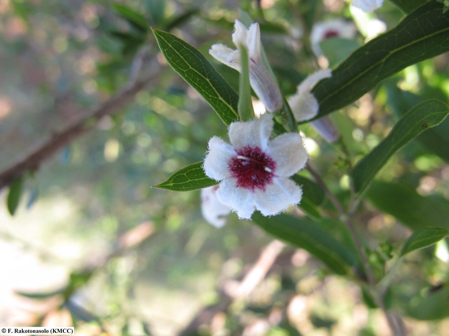Paederia grandidieri — related species from the same genus
