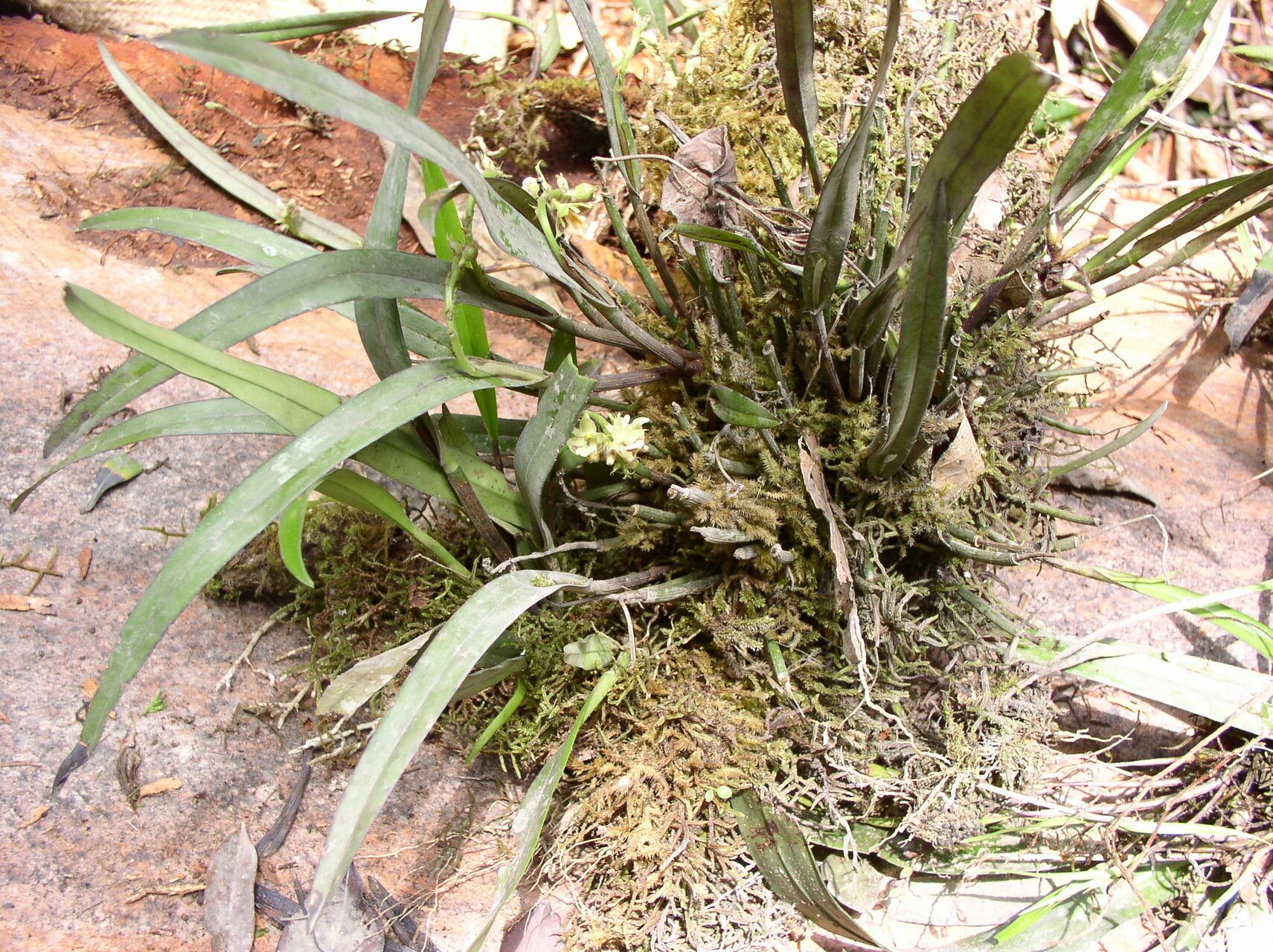 Polystachya carnosa habit