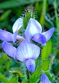 Lupinus bracteolaris — search result for 'Lupinus'