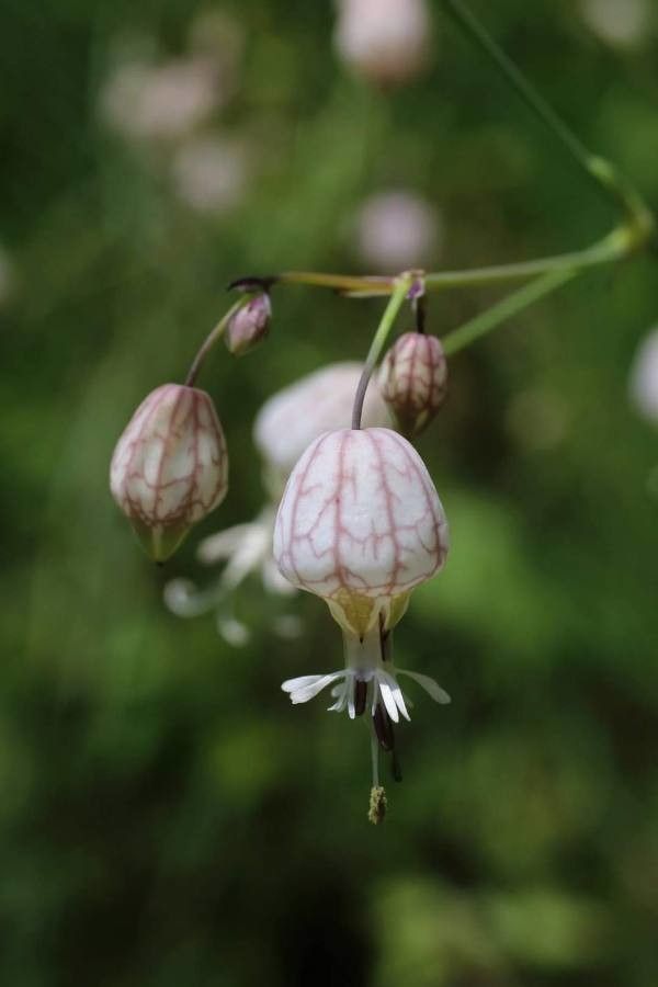 Silene fabarioides — houseplant care guide