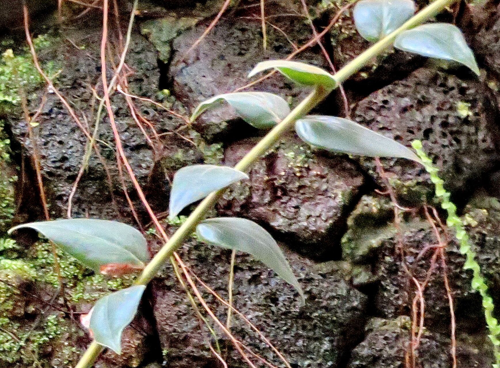Ceratostema callistum — related species from the same genus