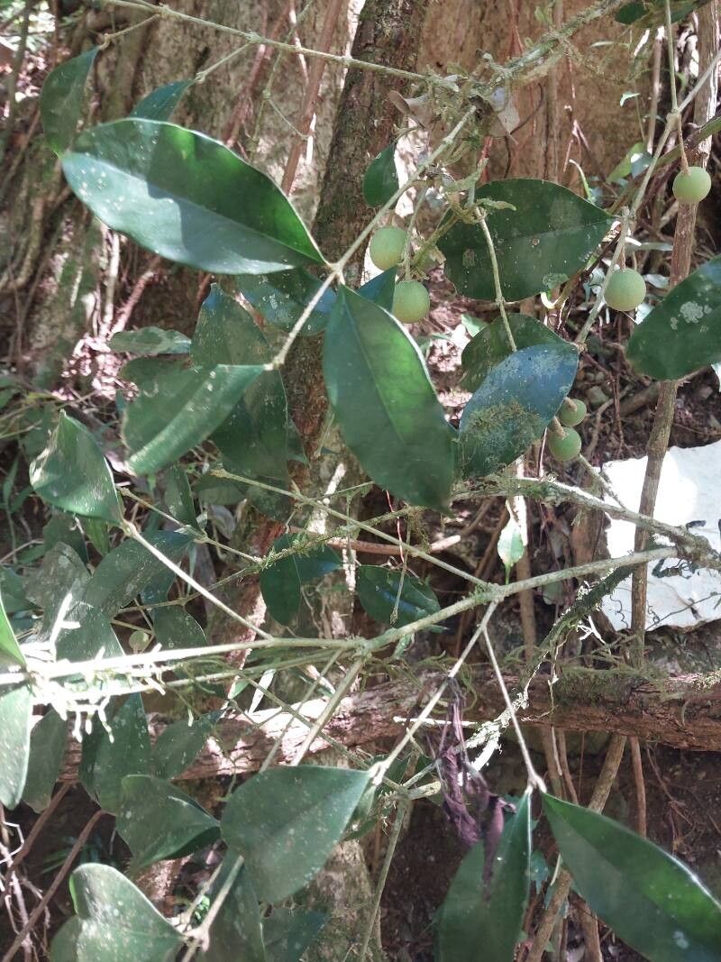 Noronhia olearia other