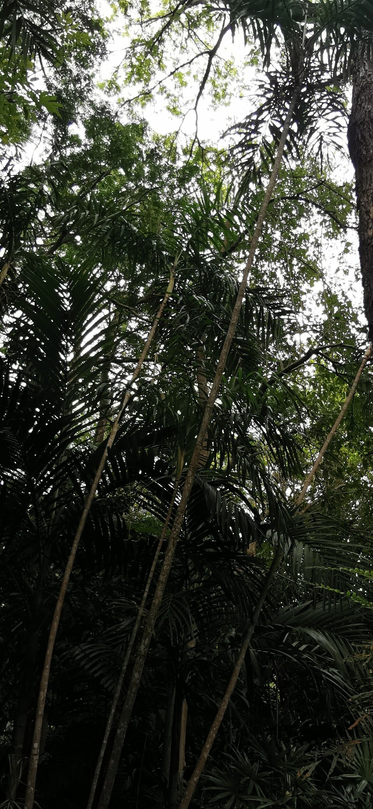 Ptychosperma lauterbachii habit