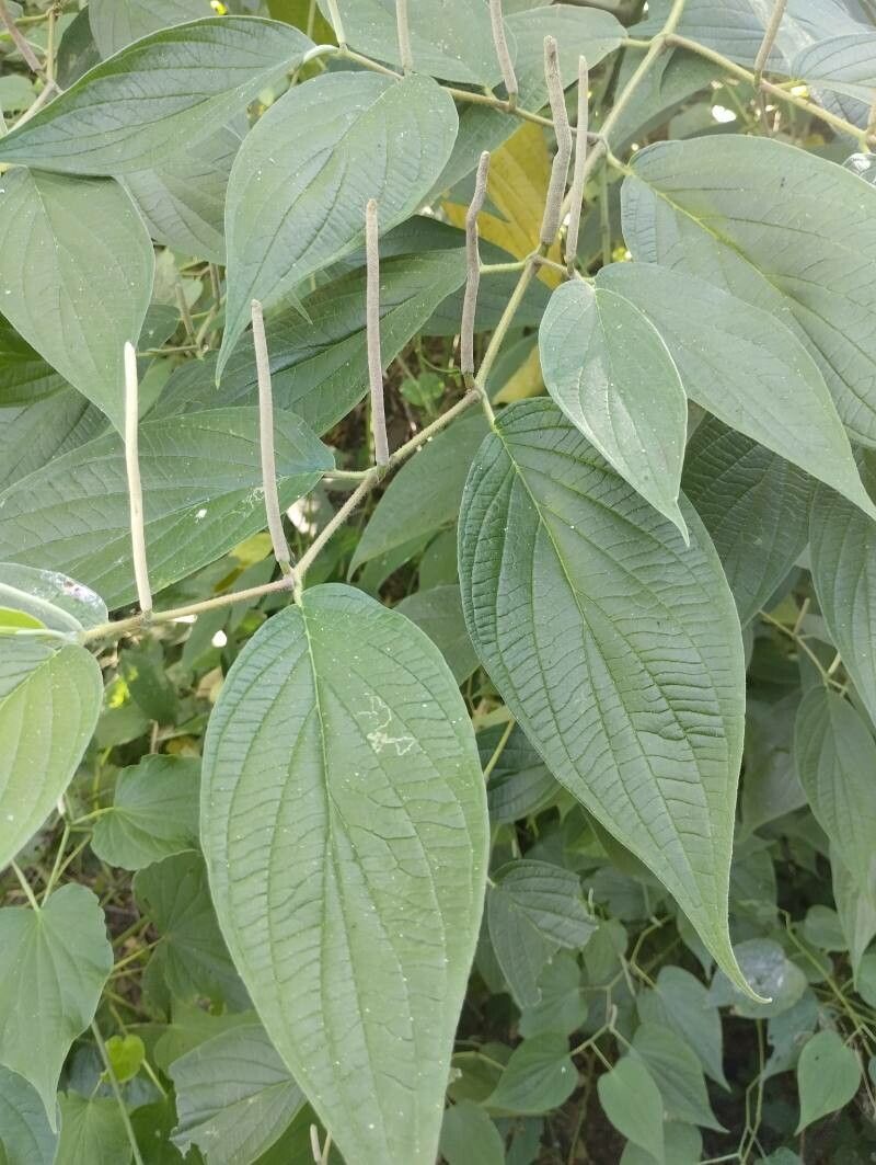 Piper xanthostachyum leaf